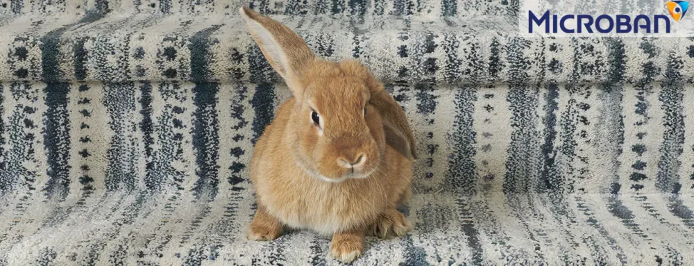 Best carpet for your home