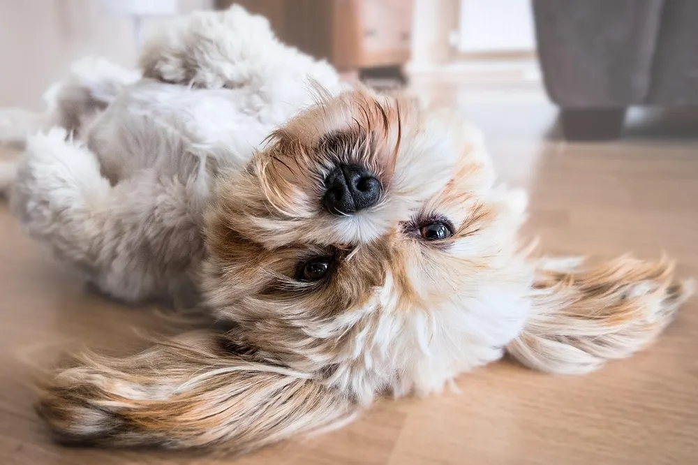 Pet-Friendly Flooring Options That Actually Hold Up
